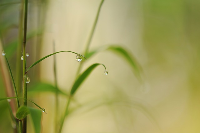 竹の雫